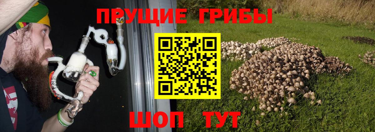 Тверь  Галлюциногенные грибы GOLDEN TEACHER  как найти наркотики  Вход с VPN 